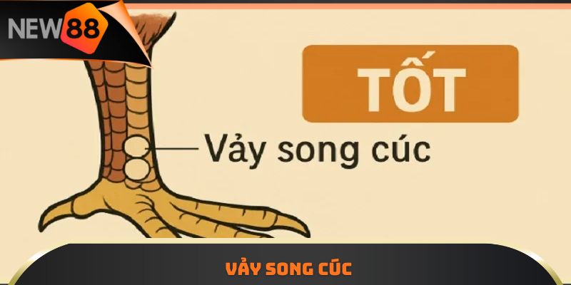Vảy song cúc